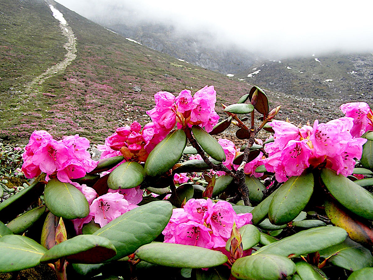 Exploring The Flora Of The Eastern Himalaya | North American